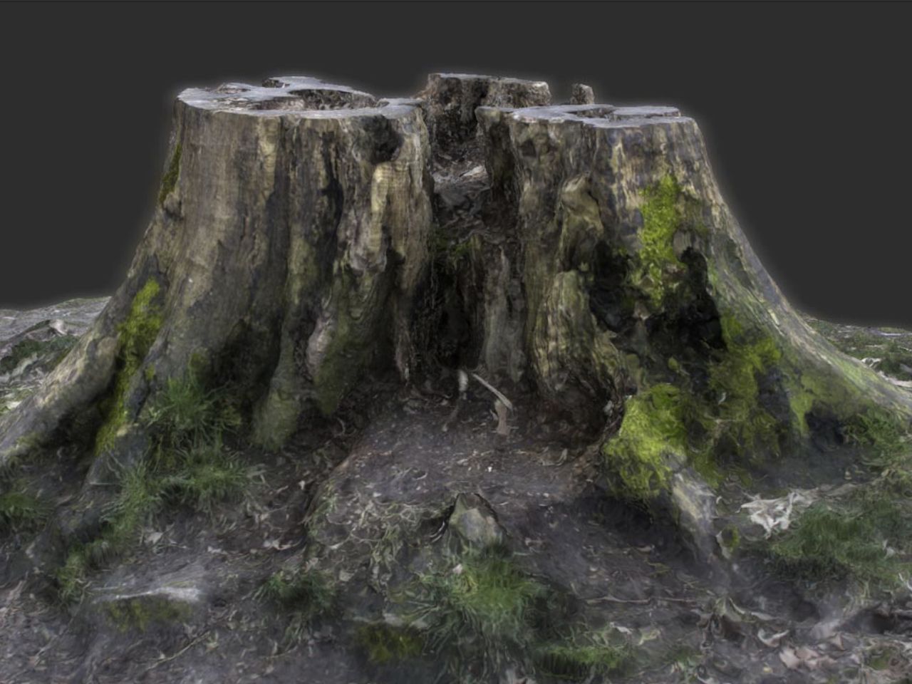 TALOS 3D Scan Store Tree Stump Model